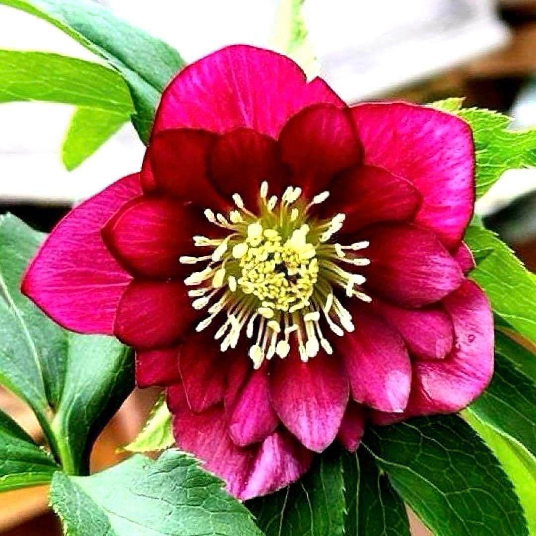 ま*️様 ☘️唯一無二☘️❤️根充実❤️新芽❤️649⭐️特殊花弁⭐️【キラキラ