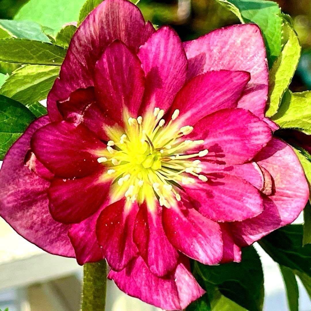 ま*️様 ☘️唯一無二☘️❤️根充実❤️新芽❤️649⭐️特殊花弁⭐️【キラキラ