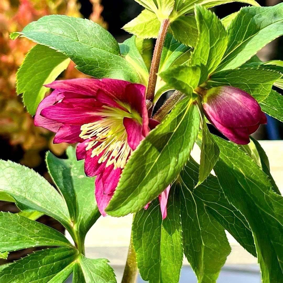 ま*️様 ☘️唯一無二☘️❤️根充実❤️新芽❤️649⭐️特殊花弁⭐️【キラキラ