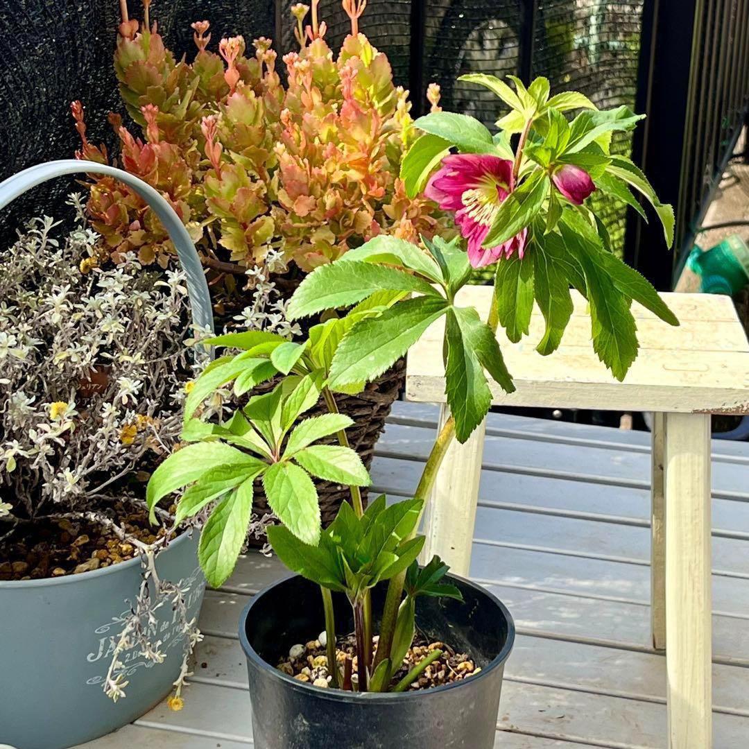 ま*️様 ☘️唯一無二☘️❤️根充実❤️新芽❤️649⭐️特殊花弁⭐️【キラキラ