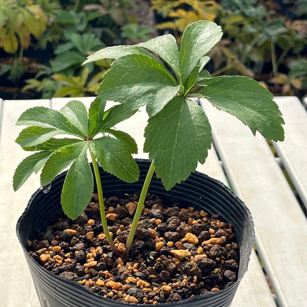 ま*️様 ☘️唯一無二☘️❤️根充実❤️新芽❤️649⭐️特殊花弁⭐️【キラキラ