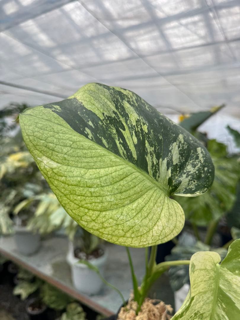 8モンステラ　デリシオーサ　ミント　トリカラー