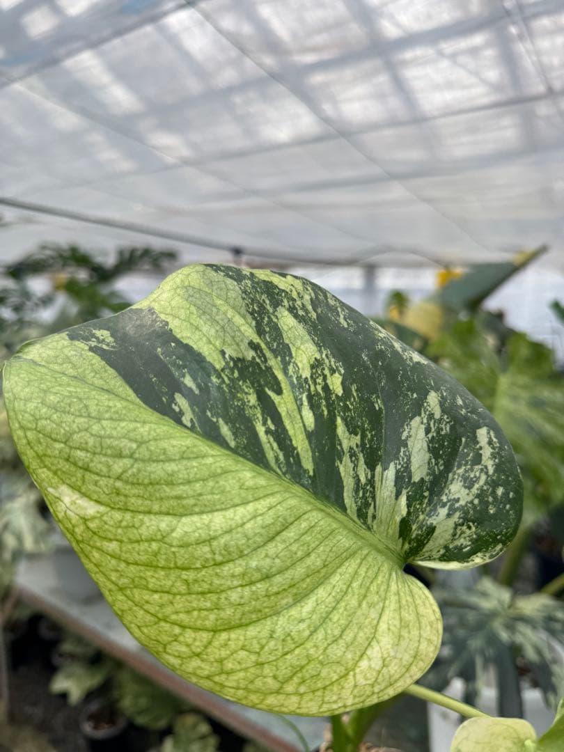 8モンステラ　デリシオーサ　ミント　トリカラー