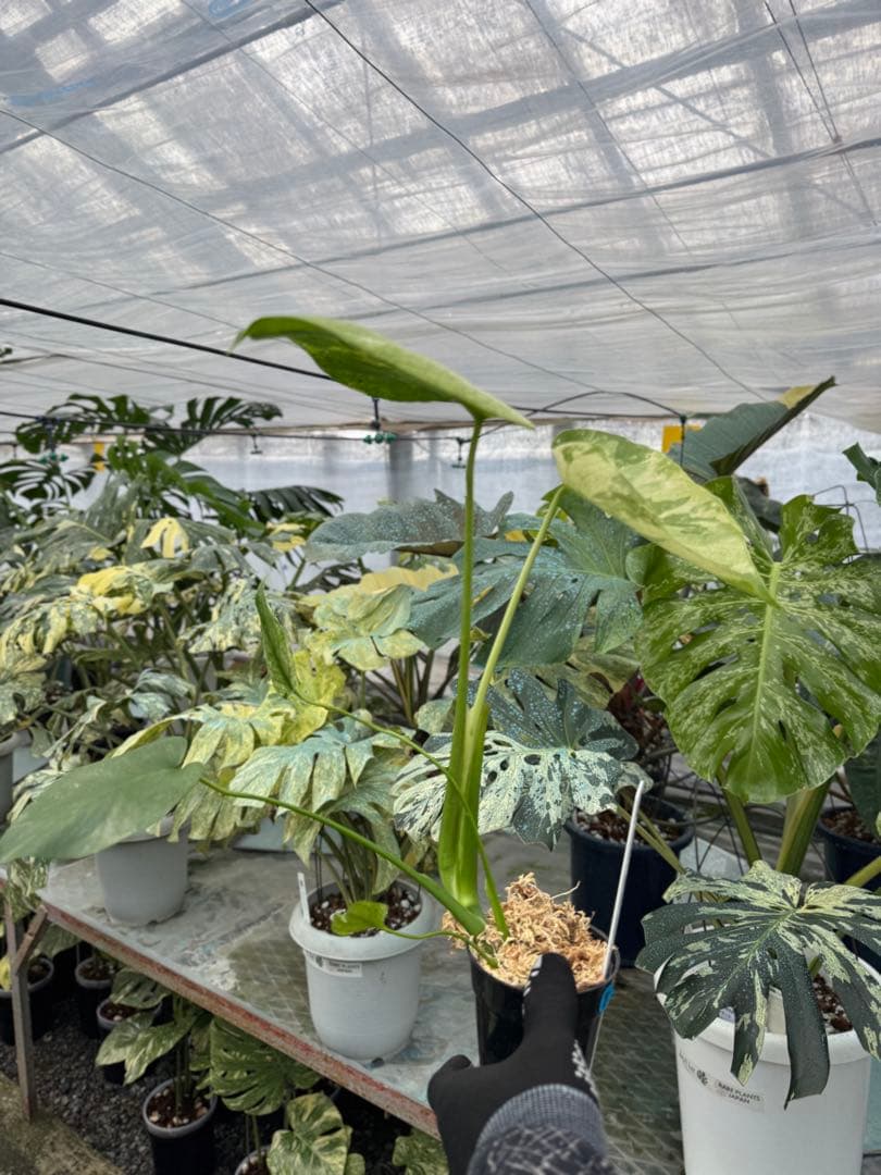 8モンステラ　デリシオーサ　ミント　トリカラー