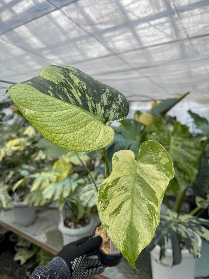 8モンステラ　デリシオーサ　ミント　トリカラー