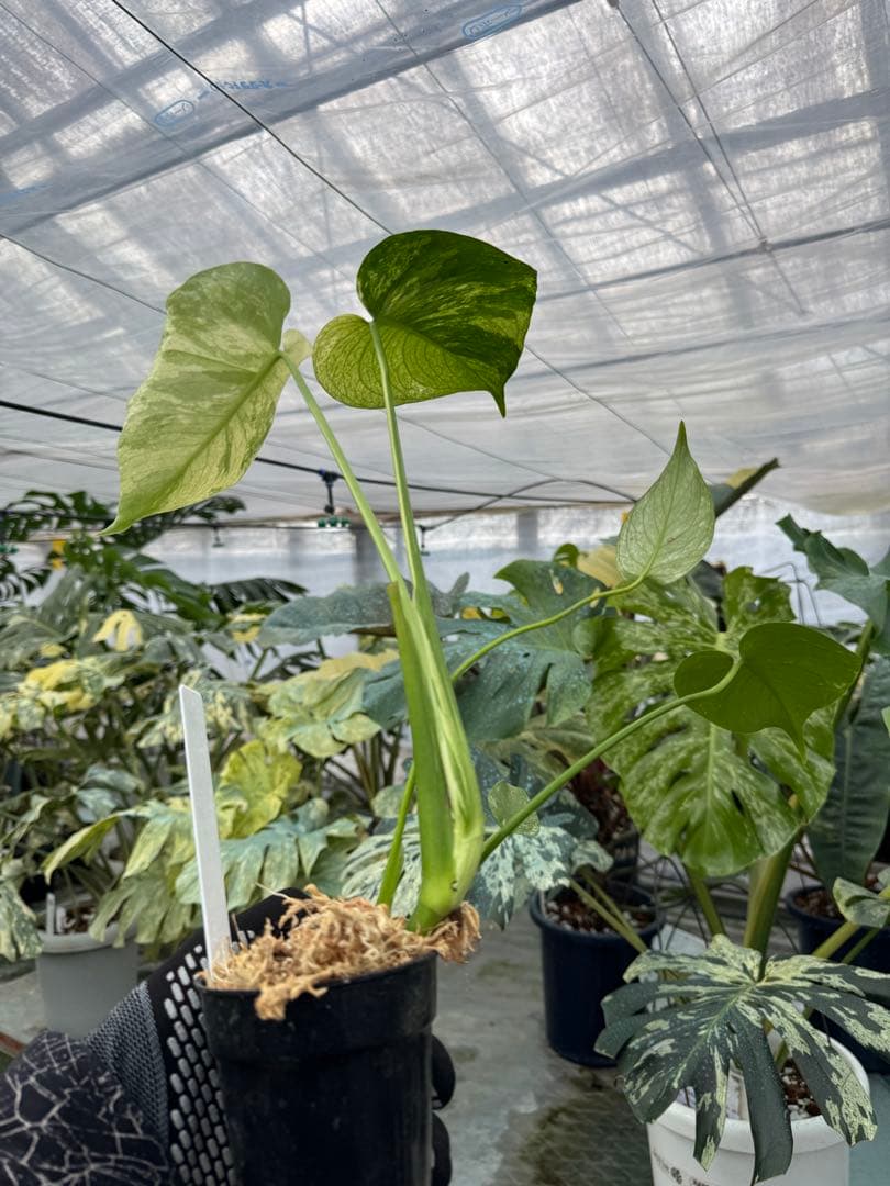 8モンステラ　デリシオーサ　ミント　トリカラー