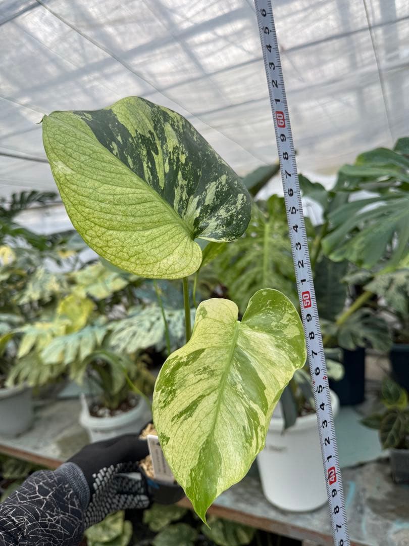 8モンステラ　デリシオーサ　ミント　トリカラー