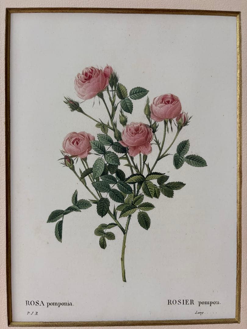 P.J. Redouté ピンクのバラ 絵画