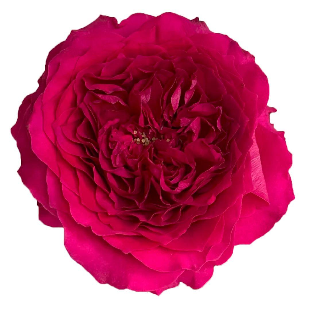 「Riramon」切り花品種バラ苗 接木新苗　入手困難イングリッシュローズ