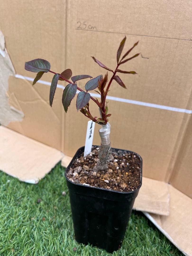 「Riramon」切り花品種バラ苗 接木新苗　入手困難イングリッシュローズ