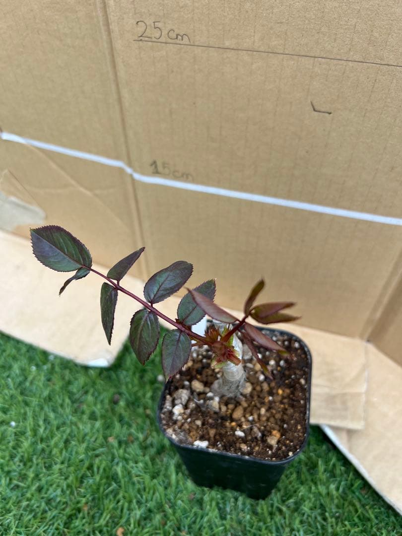 「Riramon」切り花品種バラ苗 接木新苗　入手困難イングリッシュローズ