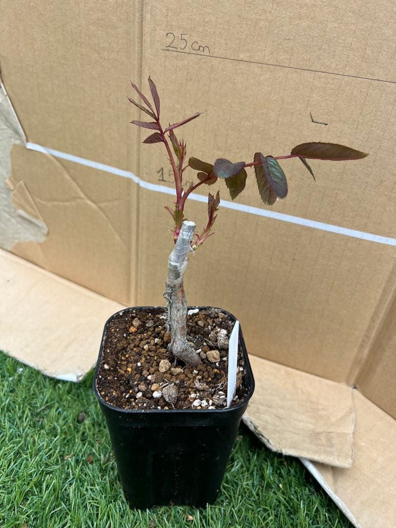 「Riramon」切り花品種バラ苗 接木新苗　入手困難イングリッシュローズ