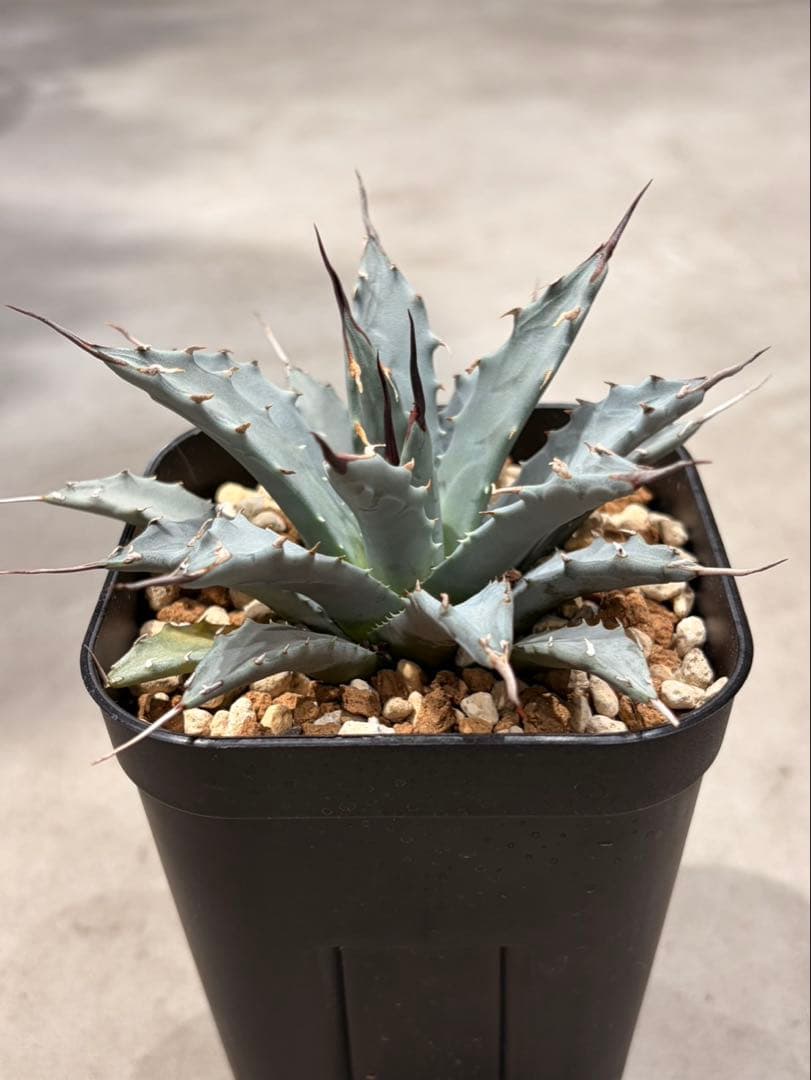 アガベ　ユタエンシス　ネバデンシス