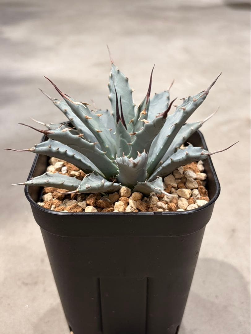 アガベ　ユタエンシス　ネバデンシス