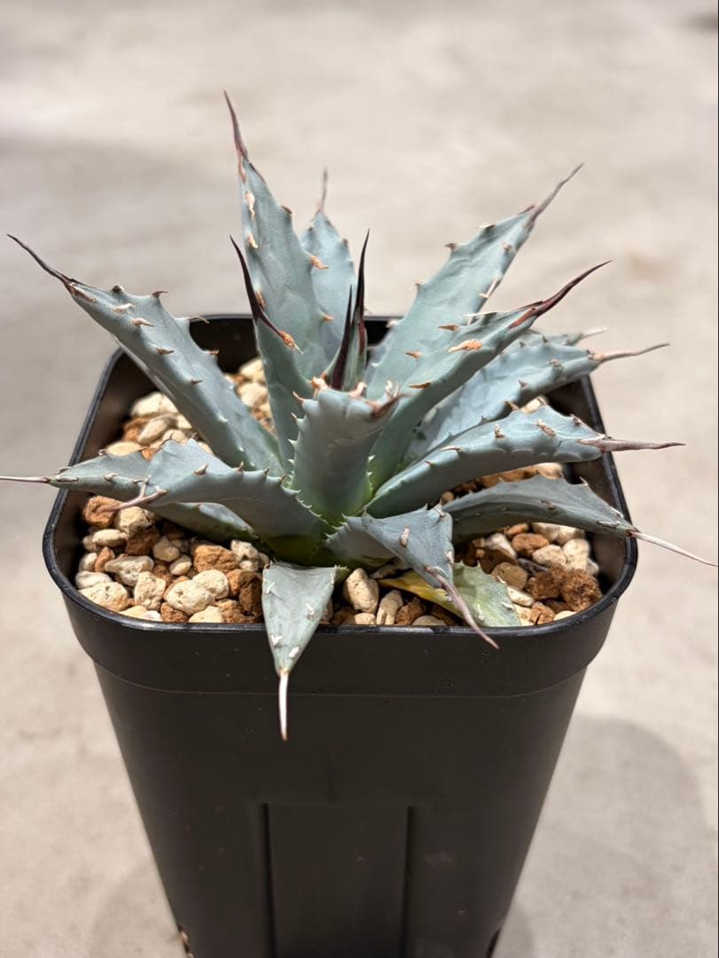 アガベ　ユタエンシス　ネバデンシス