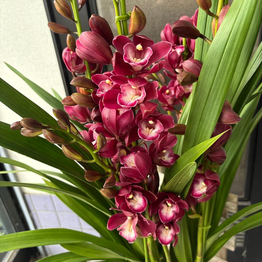 洋蘭　洋ラン　シンビジウム　ワインシャワー　ファイヤービレッジ　6.5寸　5本立