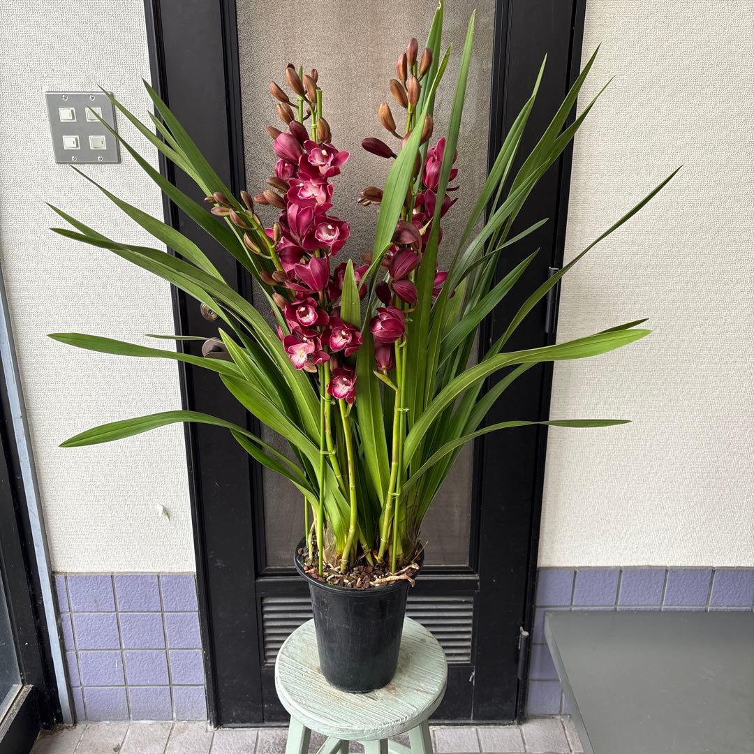 洋蘭　洋ラン　シンビジウム　ワインシャワー　ファイヤービレッジ　6.5寸　5本立