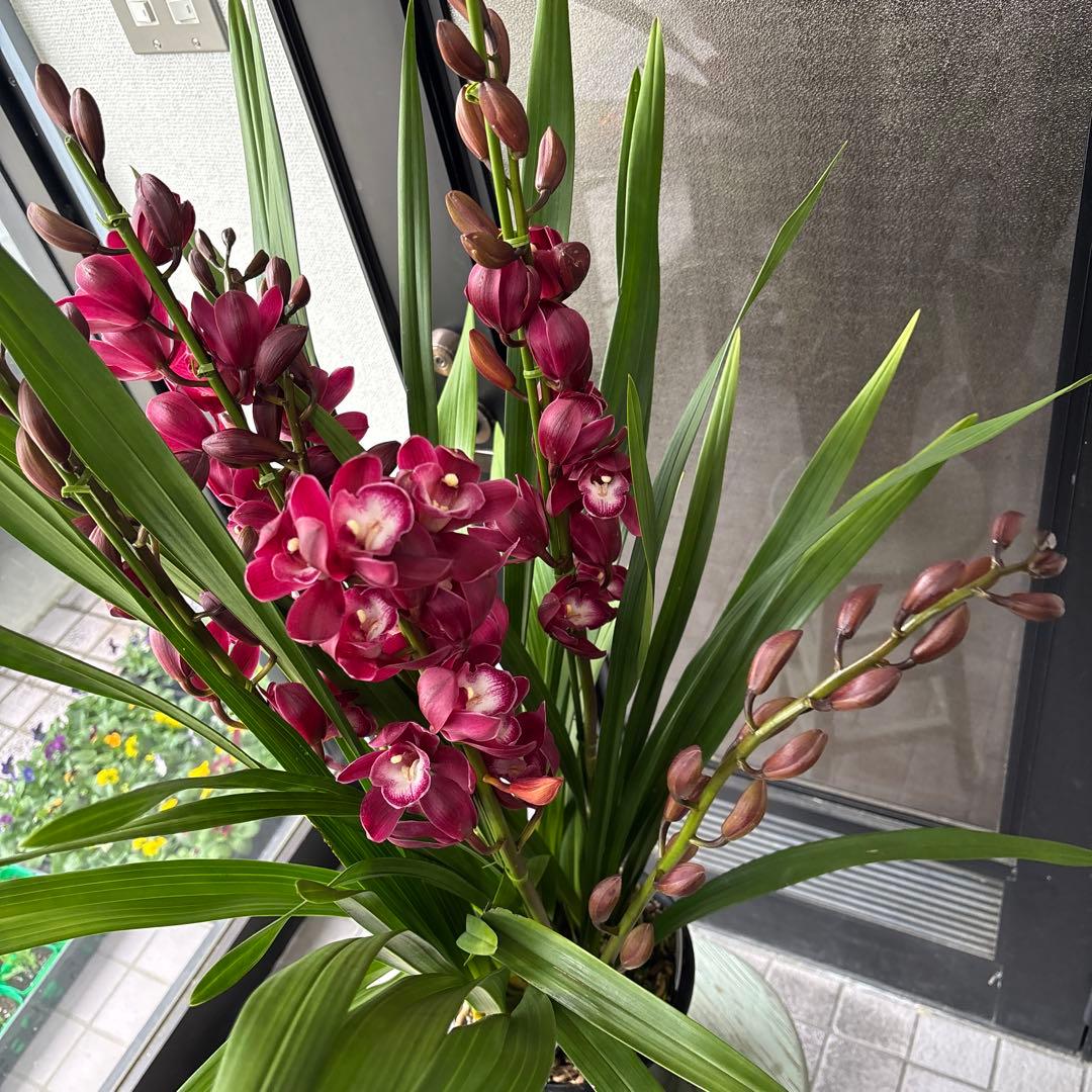 洋蘭　洋ラン　シンビジウム　ワインシャワー　ファイヤービレッジ　6.5寸　5本立