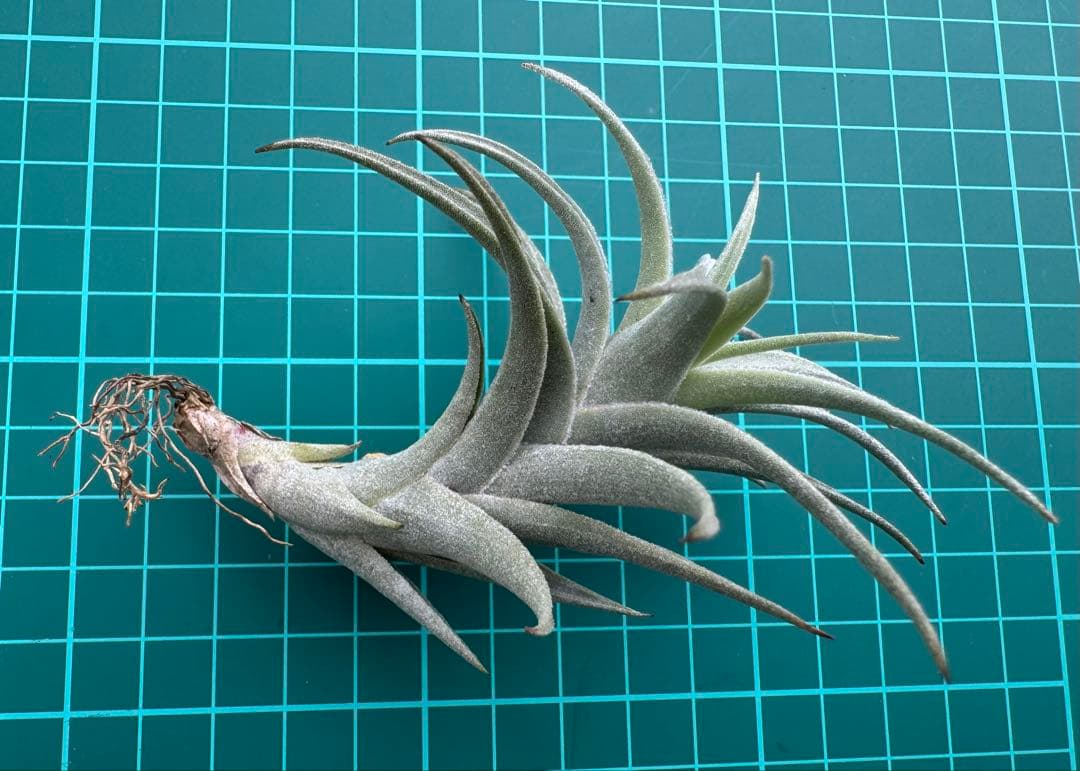Tillandsia Edithiae Dwarf Green Form 速達
