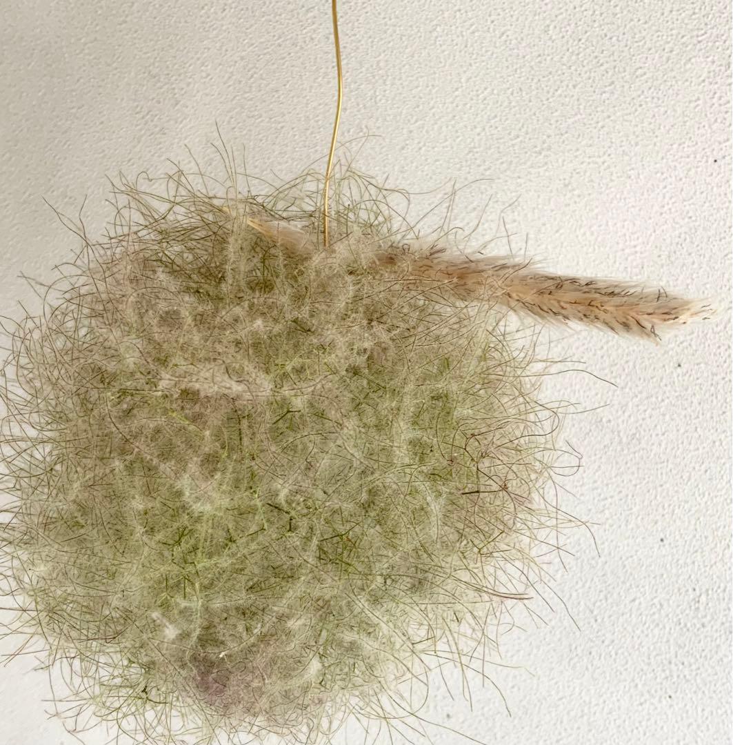 スモークツリー　フライングリース　ボールリース　きみどり