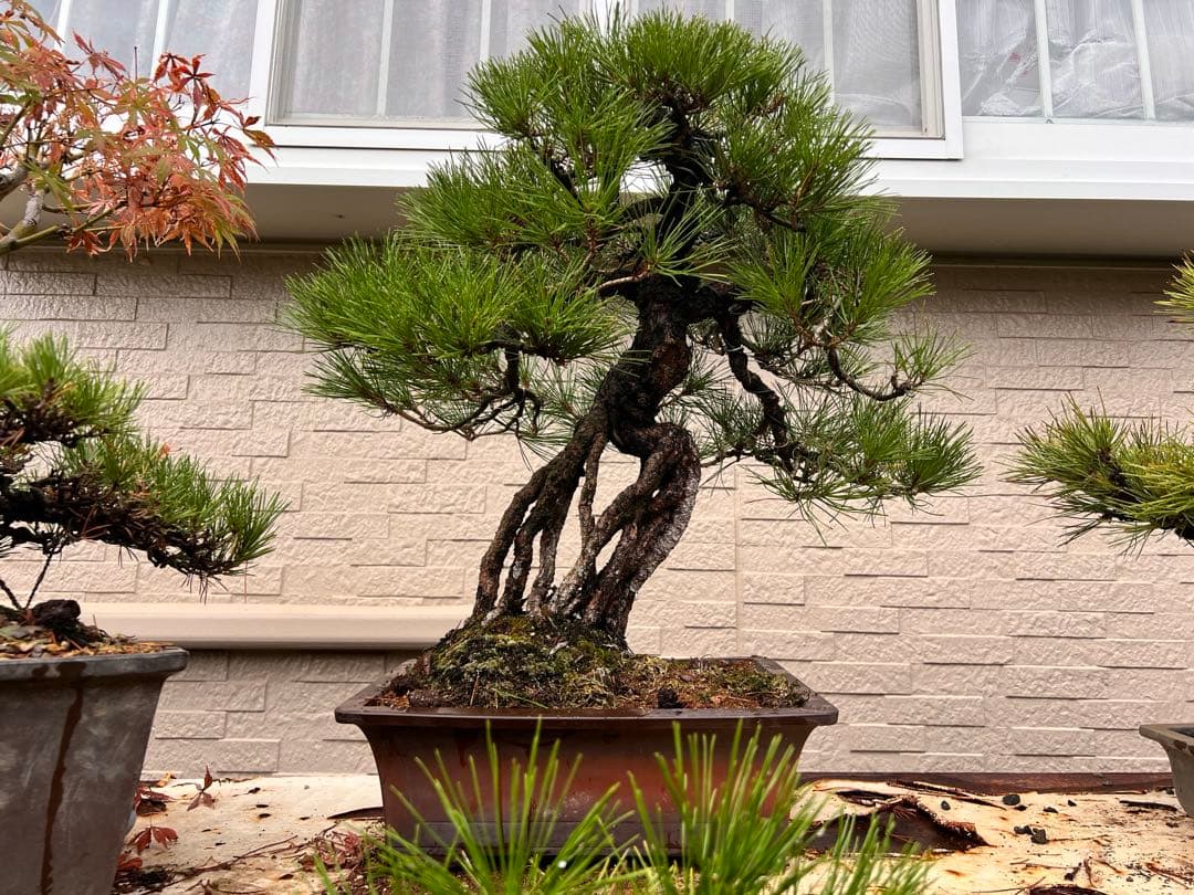 根上がり　黒松　希少　盆栽