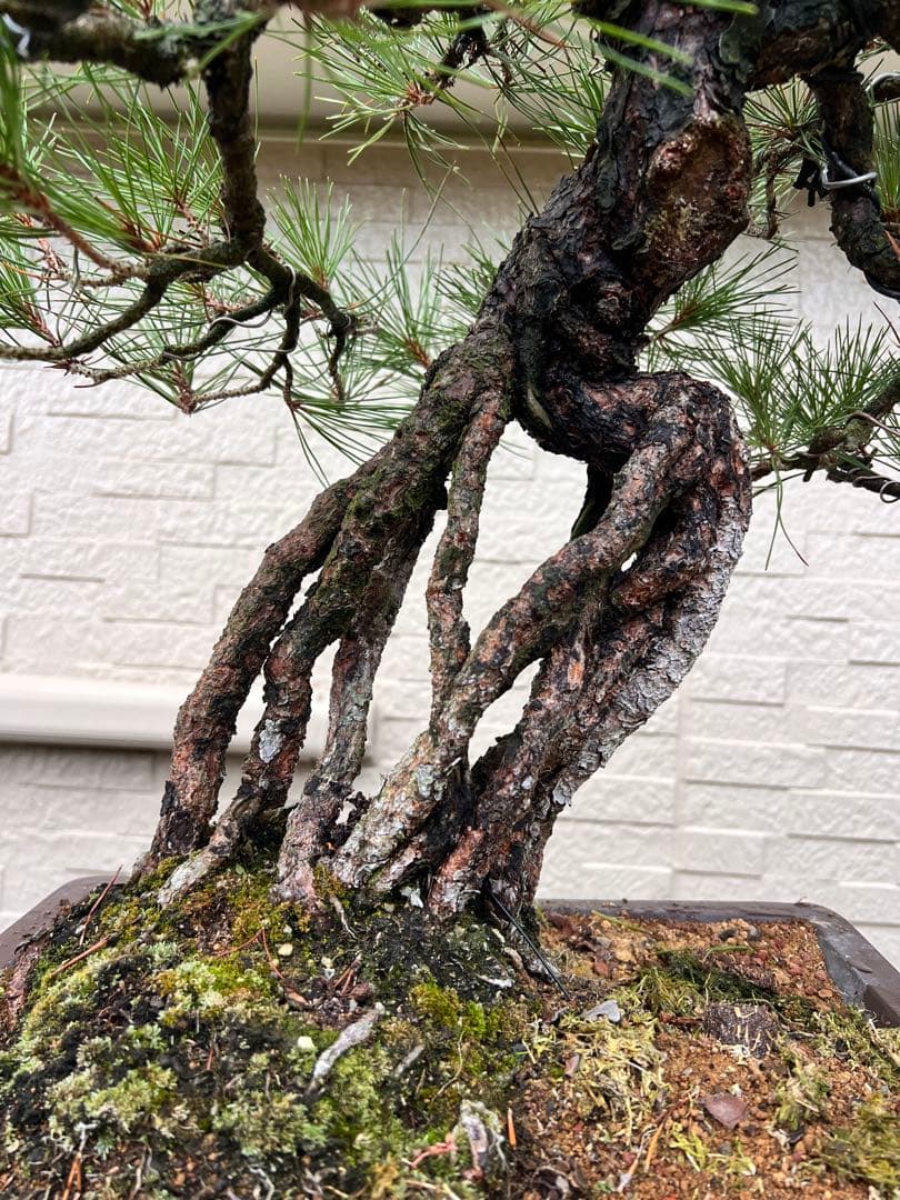 根上がり　黒松　希少　盆栽