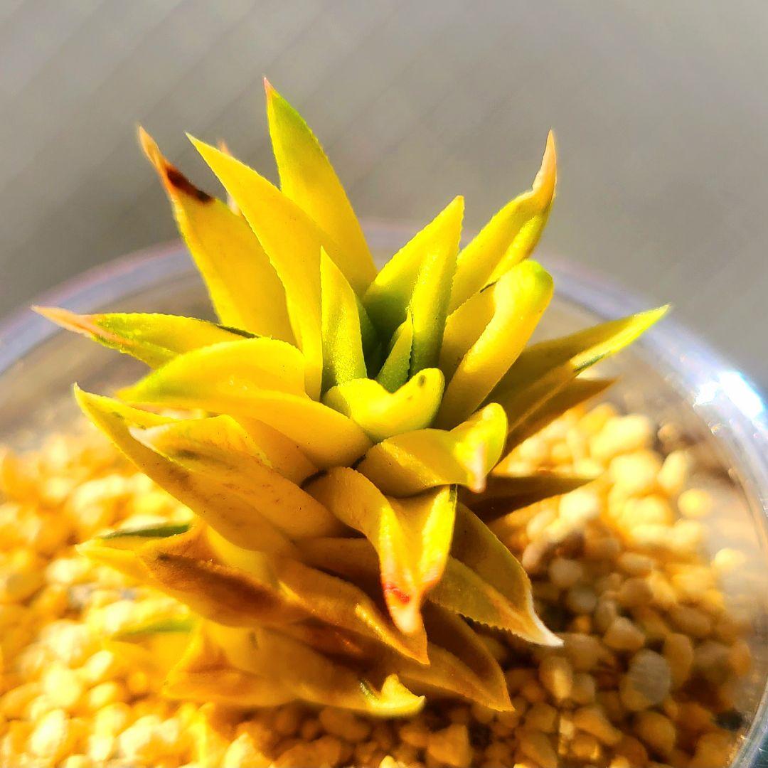 じ*む様 親サイズ ラスト 五重塔 黄色湖畔斑 黄色 多肉植物 ハオルチア アロ