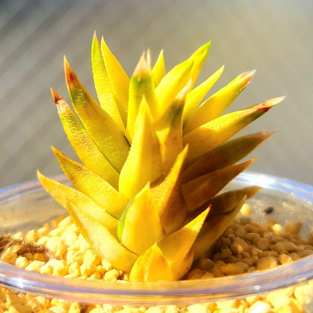 じ*む様 親サイズ ラスト 五重塔 黄色湖畔斑 黄色 多肉植物 ハオルチア アロ