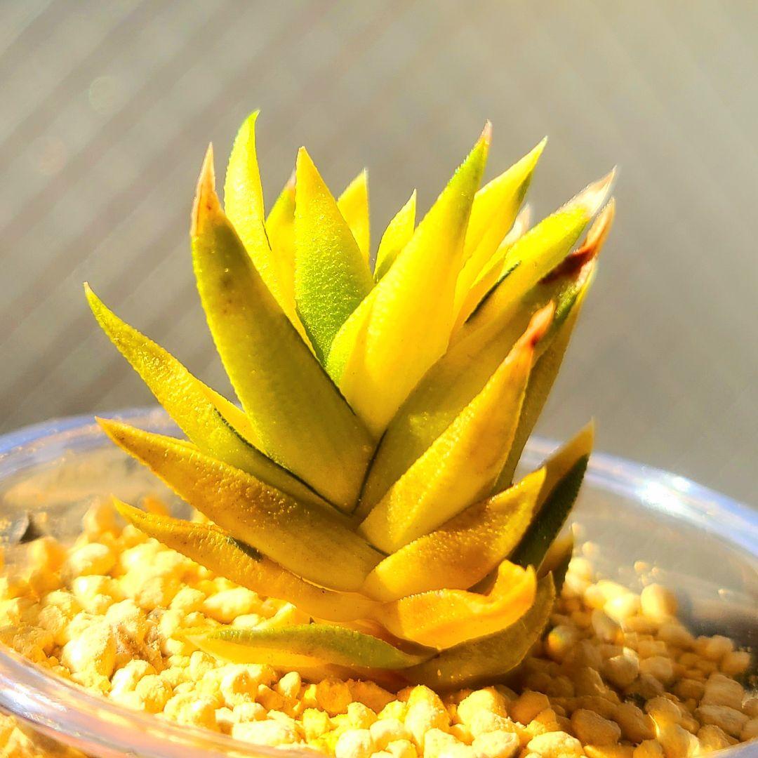 じ*む様 親サイズ ラスト 五重塔 黄色湖畔斑 黄色 多肉植物 ハオルチア アロ