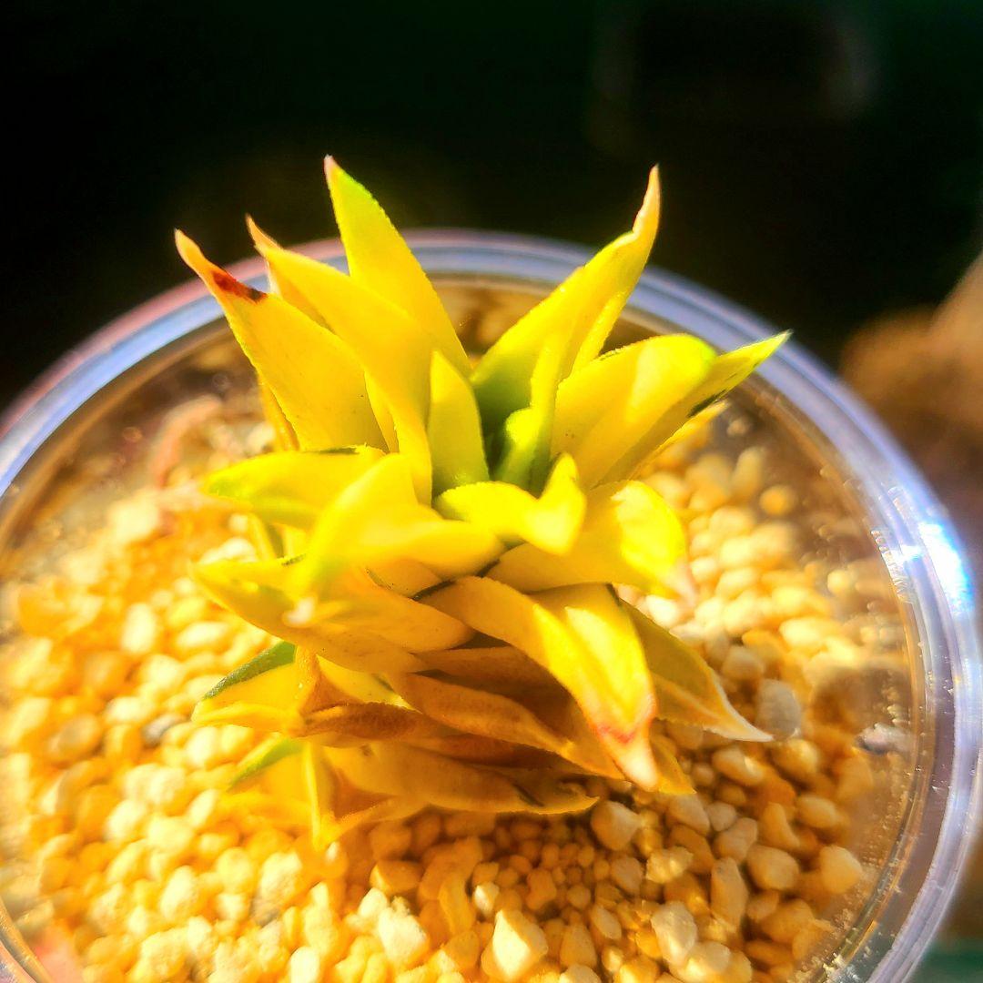 じ*む様 親サイズ ラスト 五重塔 黄色湖畔斑 黄色 多肉植物 ハオルチア アロ