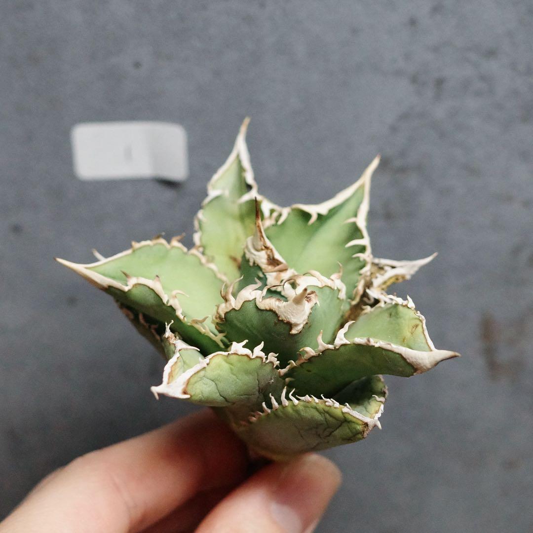 アガベ　チタノタ　オテロイ　大白鯊　ホオジロザメ　1