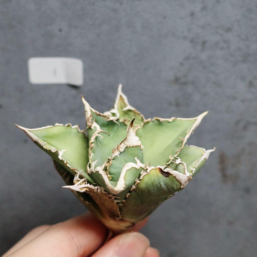 アガベ　チタノタ　オテロイ　大白鯊　ホオジロザメ　1