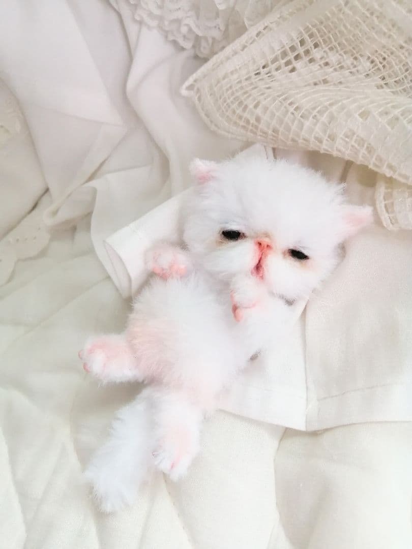 お寝坊さん♡おねむ子猫ちゃん(´ω｀ )zzZアートドール♡ぬいぐるみ♡ベビー