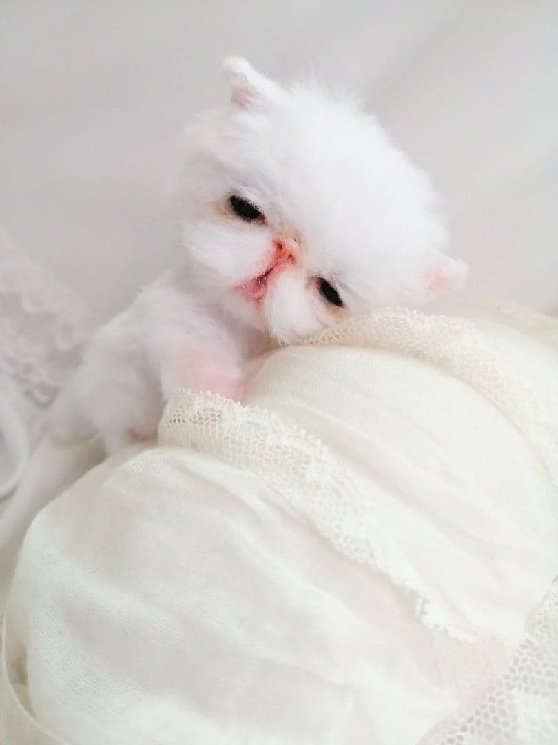 お寝坊さん♡おねむ子猫ちゃん(´ω｀ )zzZアートドール♡ぬいぐるみ♡ベビー