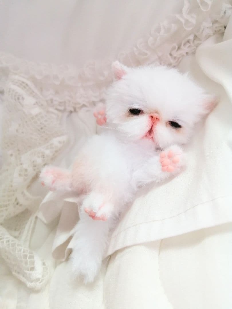 お寝坊さん♡おねむ子猫ちゃん(´ω｀ )zzZアートドール♡ぬいぐるみ♡ベビー