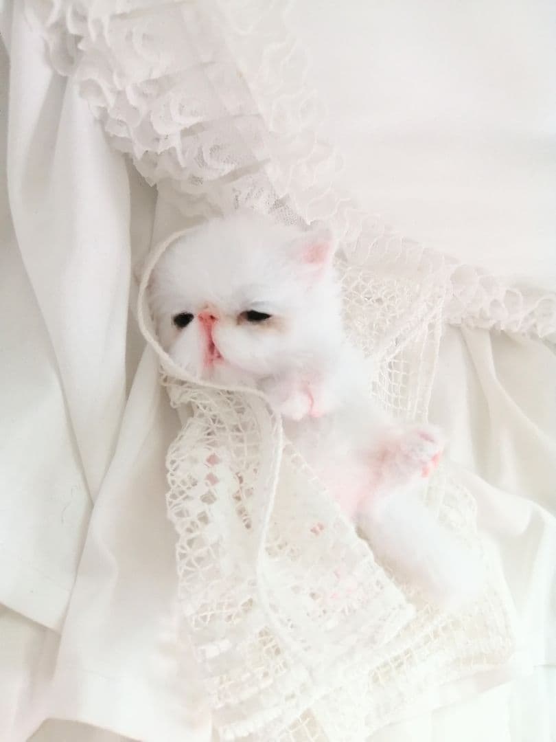 お寝坊さん♡おねむ子猫ちゃん(´ω｀ )zzZアートドール♡ぬいぐるみ♡ベビー