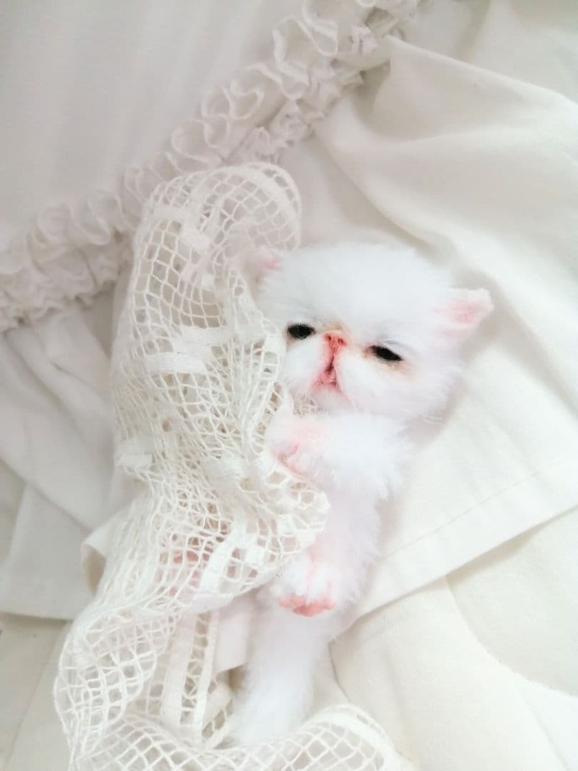 お寝坊さん♡おねむ子猫ちゃん(´ω｀ )zzZアートドール♡ぬいぐるみ♡ベビー
