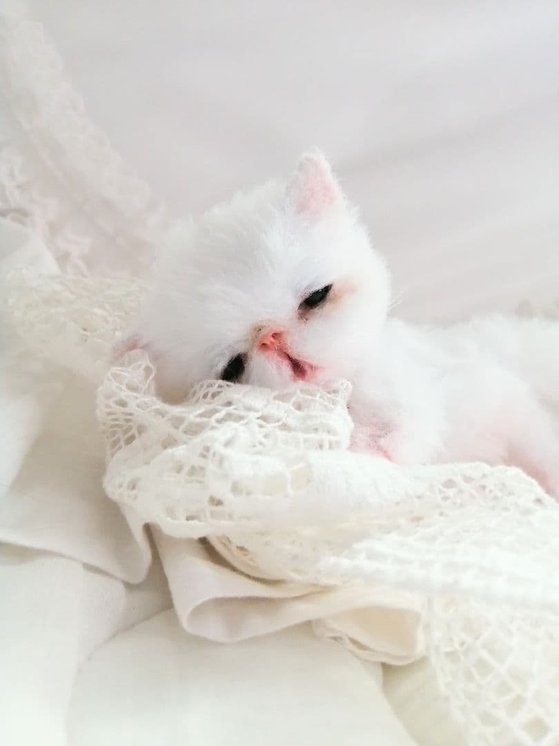 お寝坊さん♡おねむ子猫ちゃん(´ω｀ )zzZアートドール♡ぬいぐるみ♡ベビー