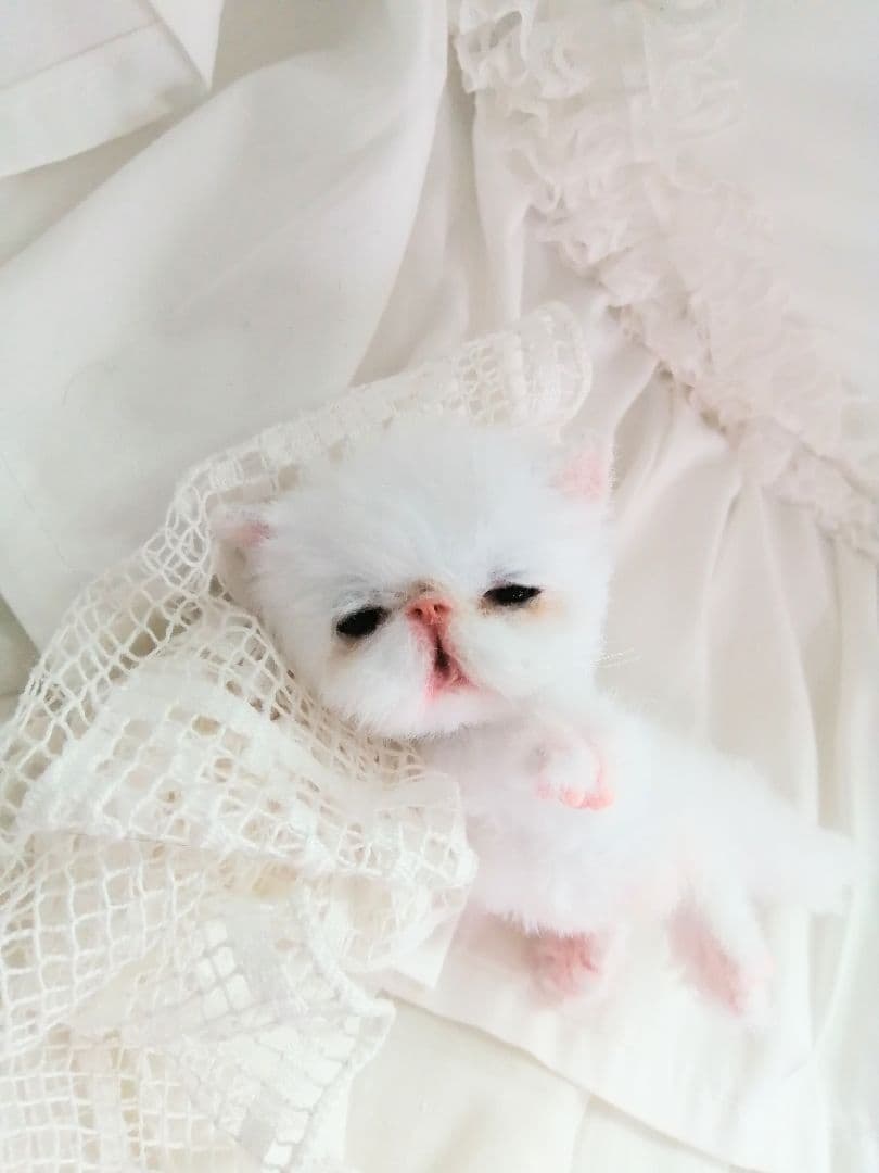 お寝坊さん♡おねむ子猫ちゃん(´ω｀ )zzZアートドール♡ぬいぐるみ♡ベビー