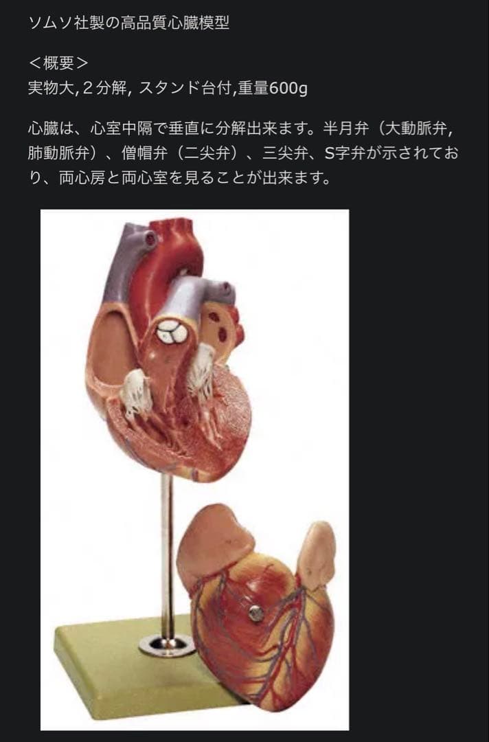 ドイツ SOMSO社 心臓模型 30cm 高