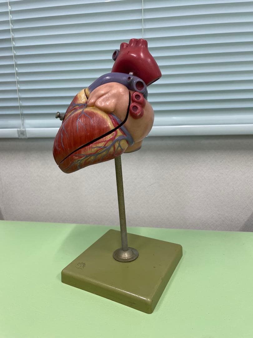 ドイツ SOMSO社 心臓模型 30cm 高