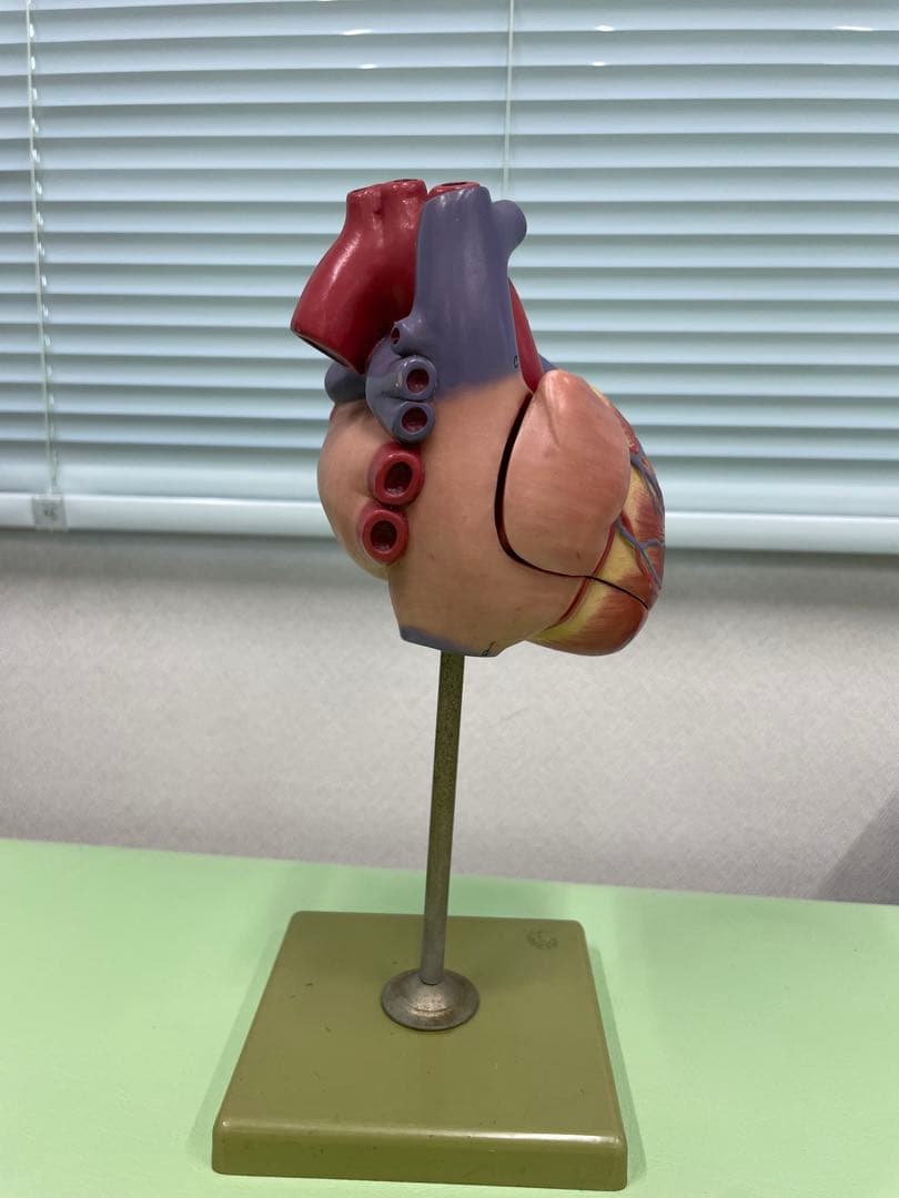 ドイツ SOMSO社 心臓模型 30cm 高