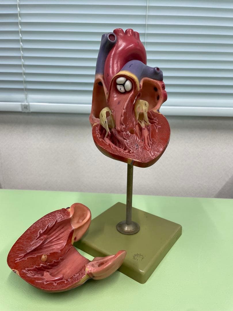 ドイツ SOMSO社 心臓模型 30cm 高