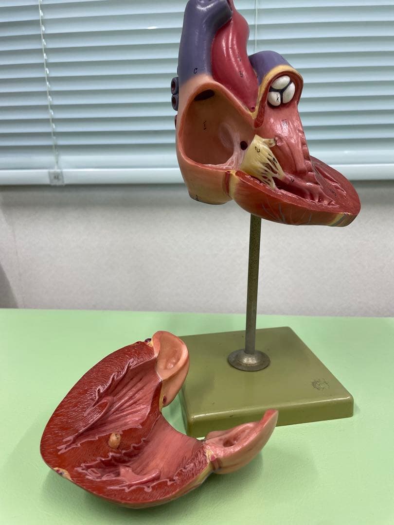 ドイツ SOMSO社 心臓模型 30cm 高