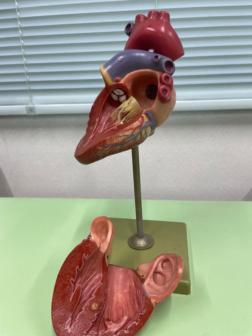 ドイツ SOMSO社 心臓模型 30cm 高