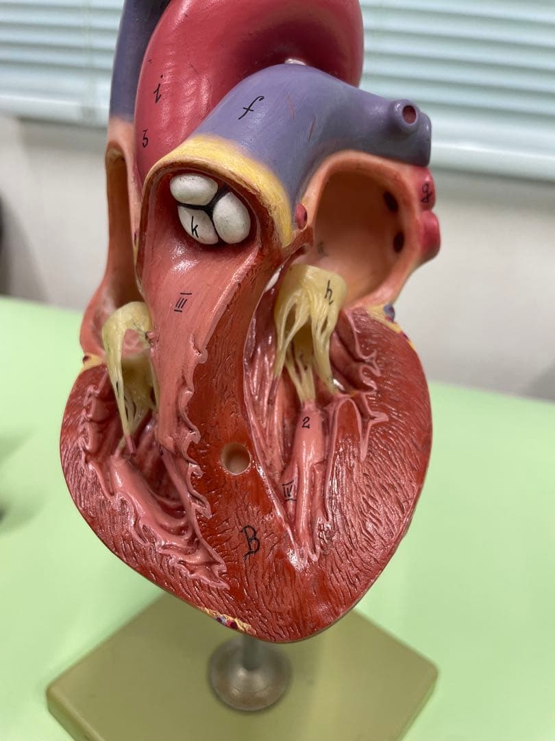 ドイツ SOMSO社 心臓模型 30cm 高