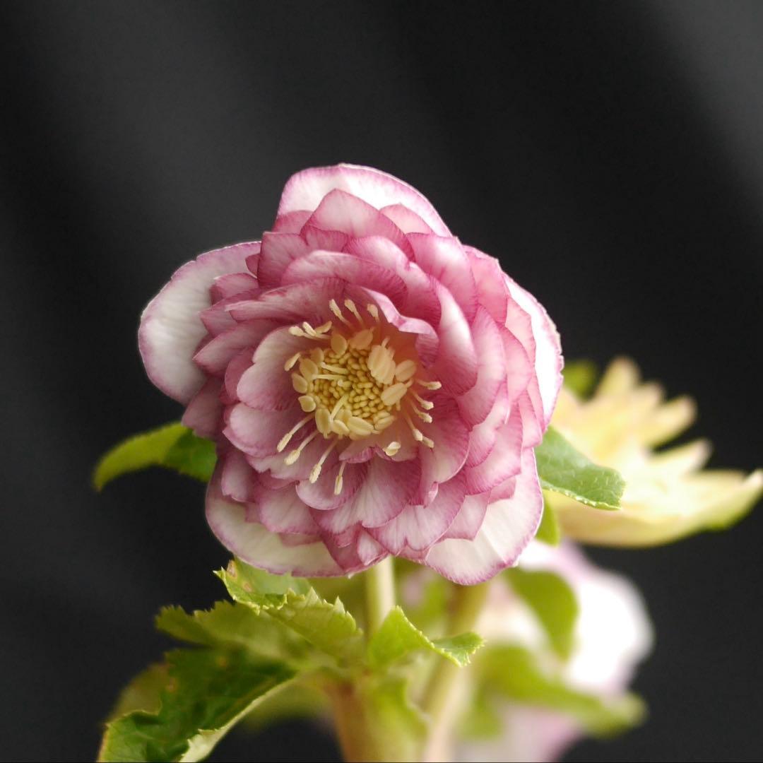 1083 多弁ピンクゴールド クリスマスローズ　開花株