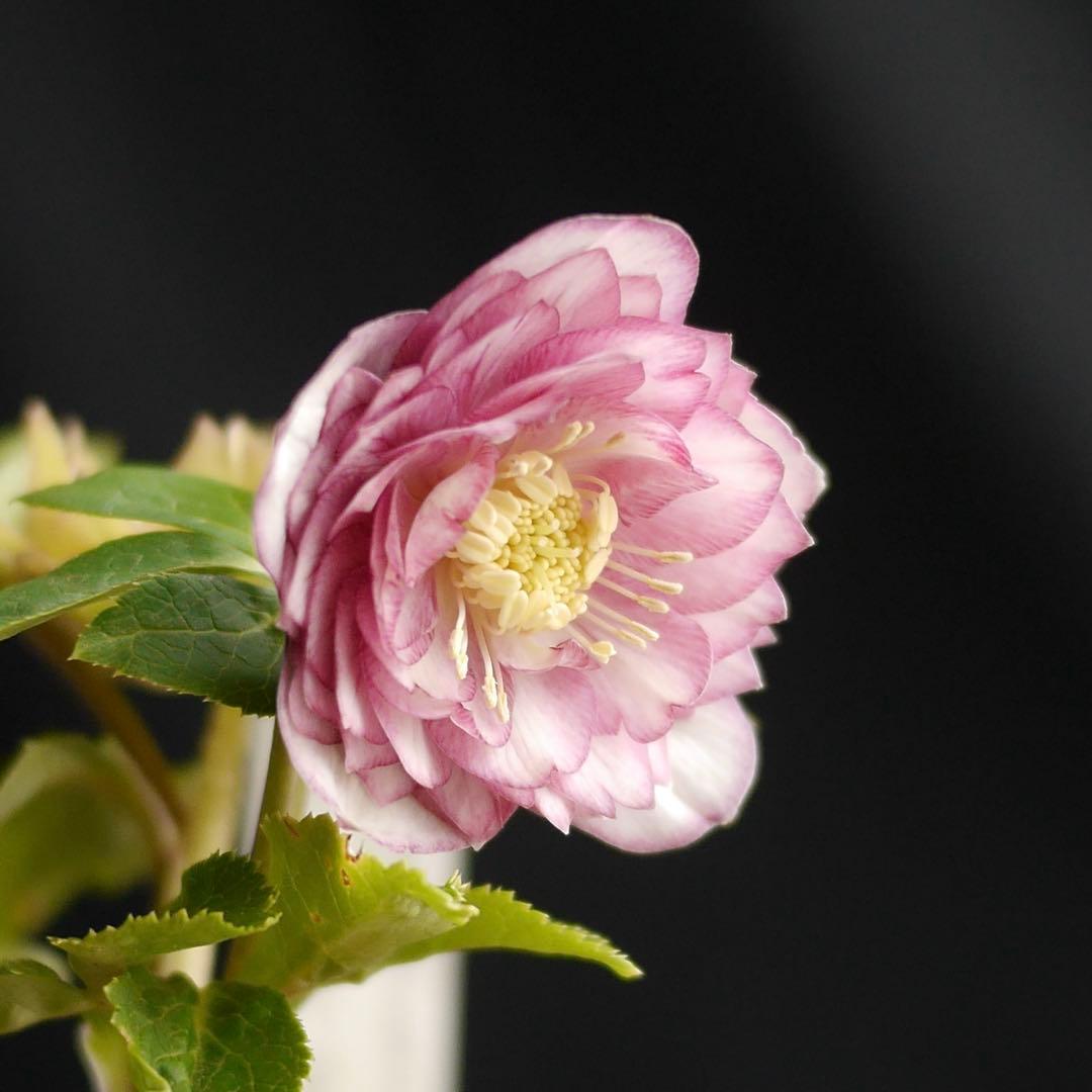 1083 多弁ピンクゴールド クリスマスローズ　開花株