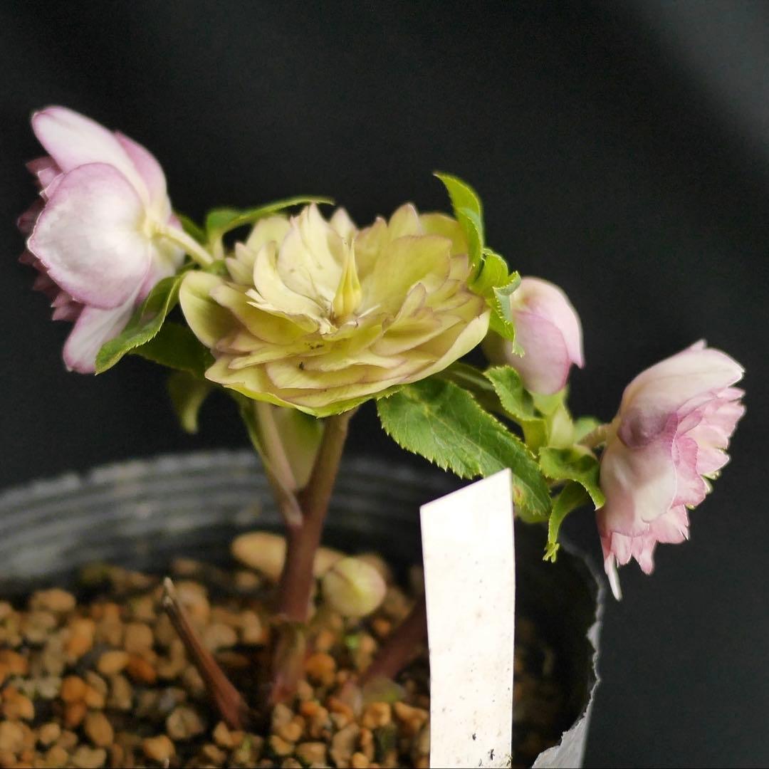 1083 多弁ピンクゴールド クリスマスローズ　開花株