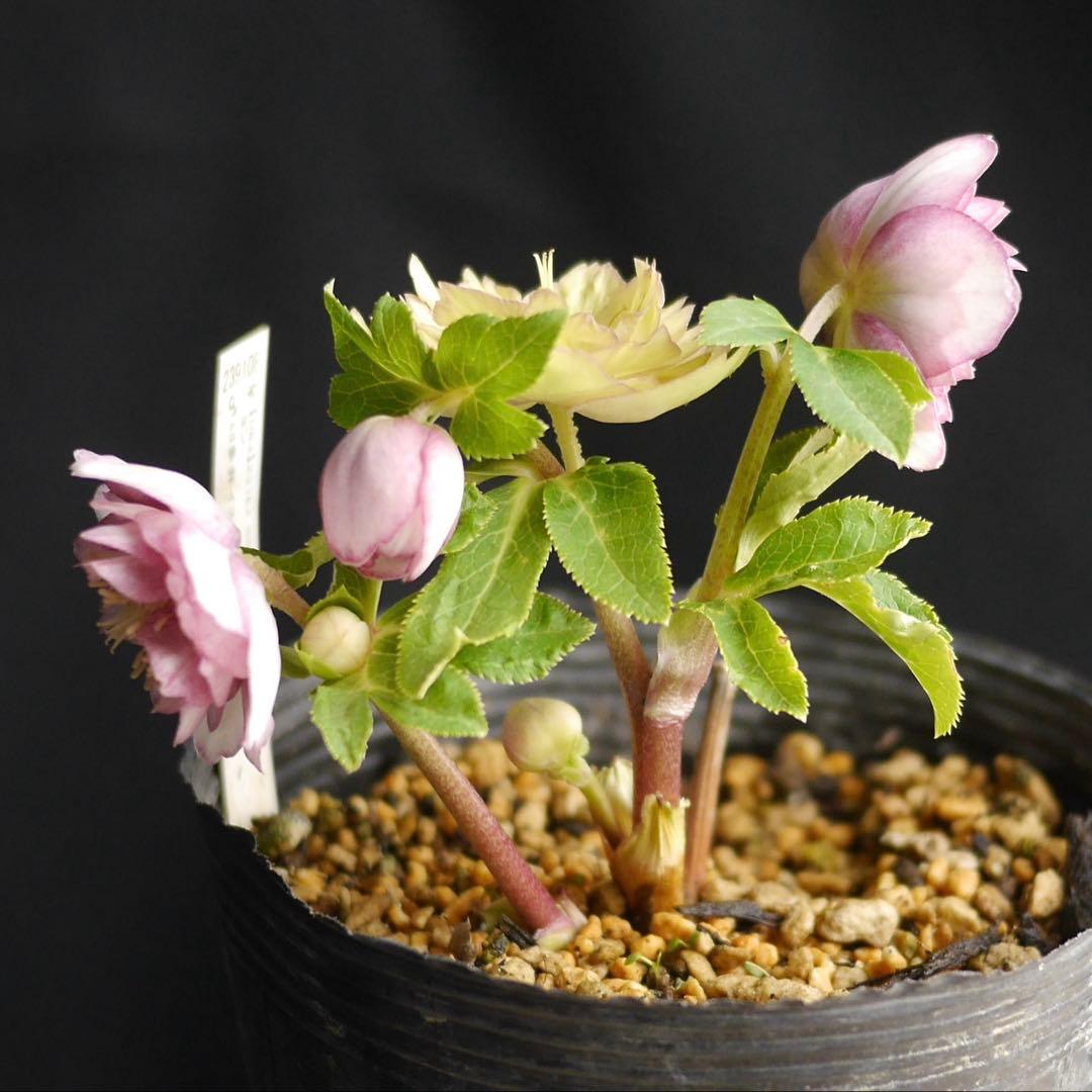 1083 多弁ピンクゴールド クリスマスローズ　開花株